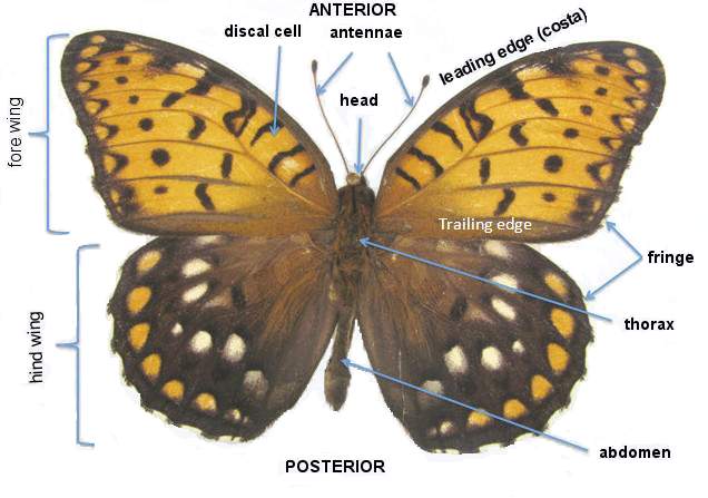 Butterfly Wing Anatomy Butterfly Wing Anatomy