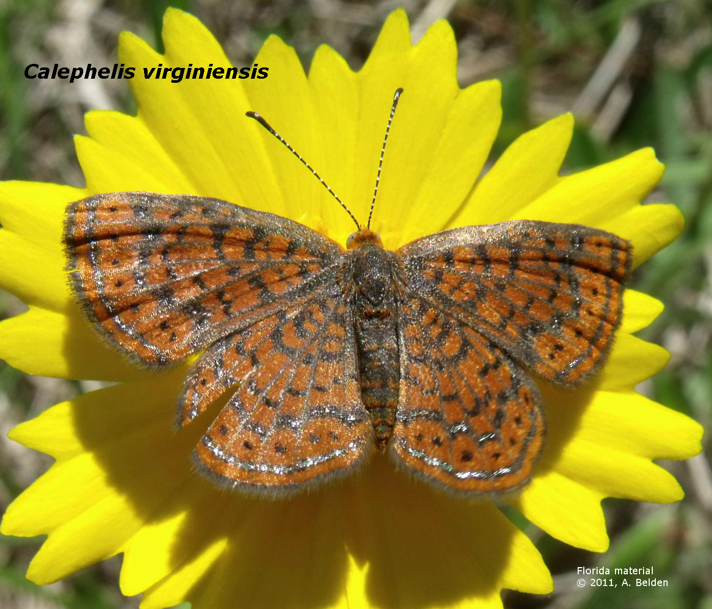 Lepidoptera Odonata Web Atlas: Detail